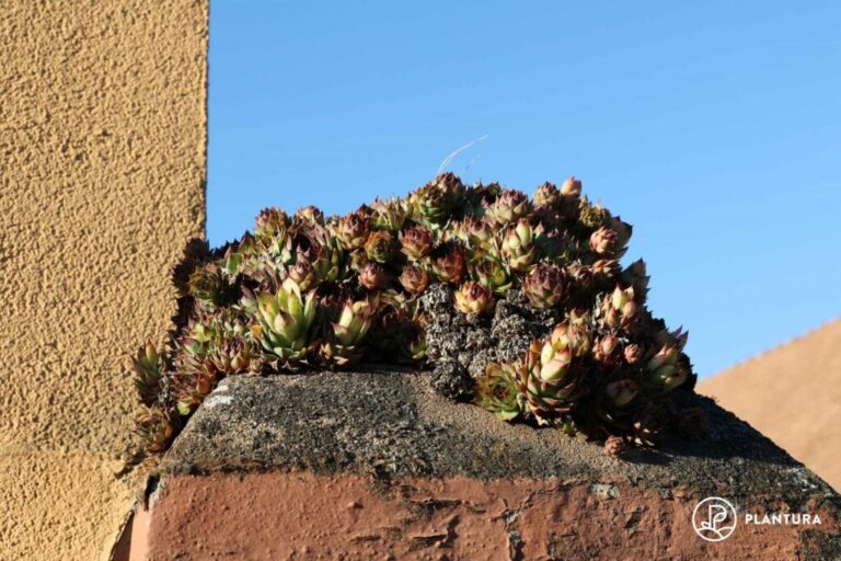 Dakwortel planten, verzorgen & vermeerderen