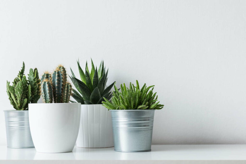 Succulente cactussen in witte potten