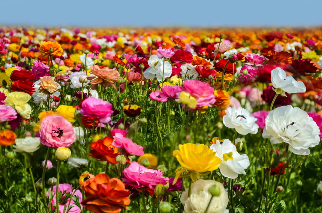 Veld met kleurrijke voorjaarsbloemen