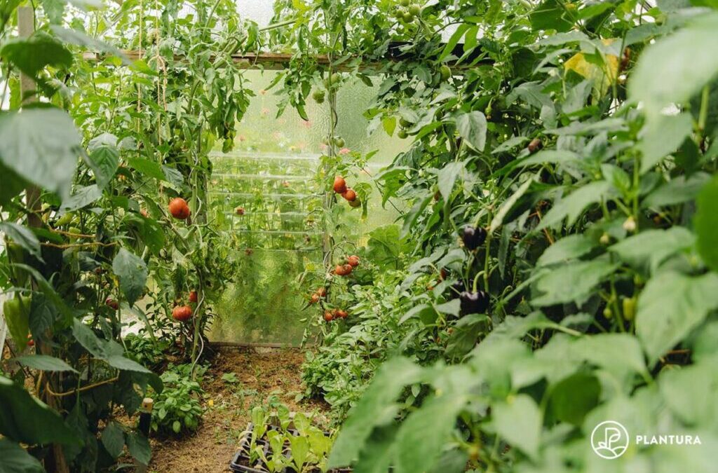 De kas beplanten: beplantingsplan, timing & tips
