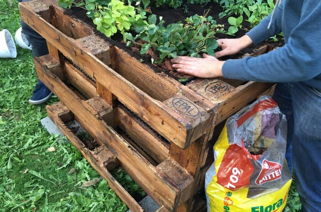 De top 10 beste planten voor een verhoogd bed