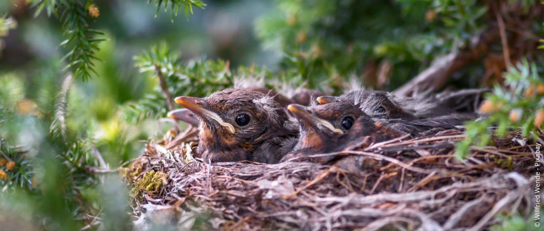 Jonge vogels in een nest in een heg