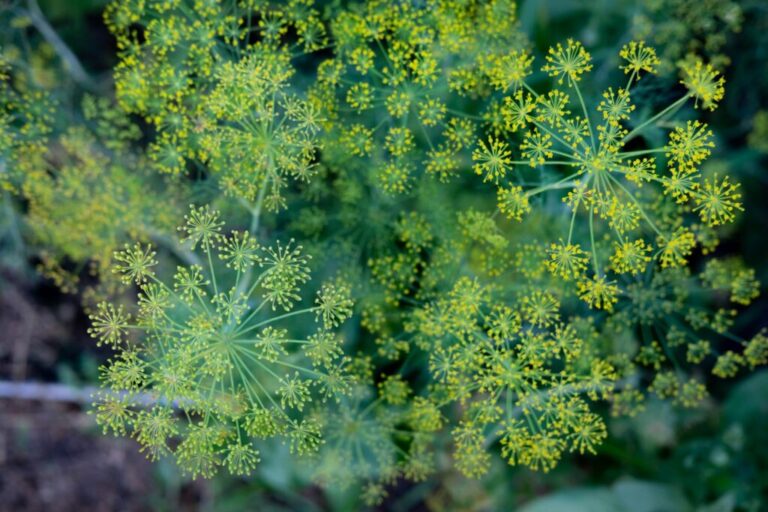 Dille: oogsten, bewaren en gebruiken
