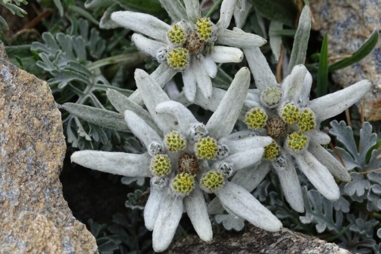 Edelweiss: de Alpenbloem in de tuin planten