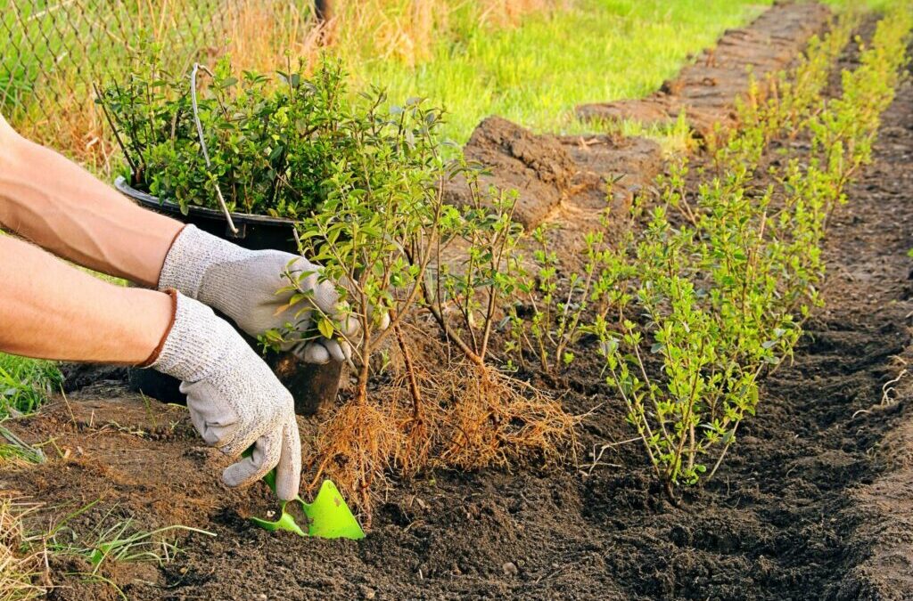 Een haag planten: Timing, afstand en handleiding