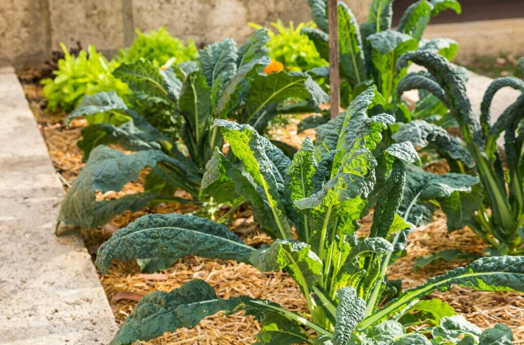 Een verhoogd bed beplanten in de herfst