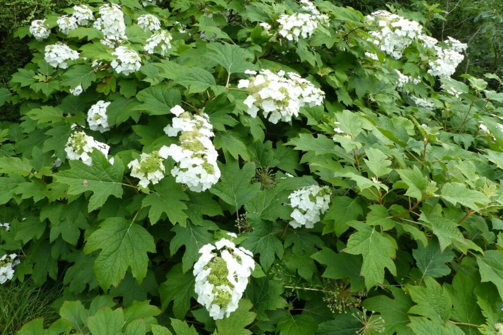 Eikenbladhortensia met witte bloemen