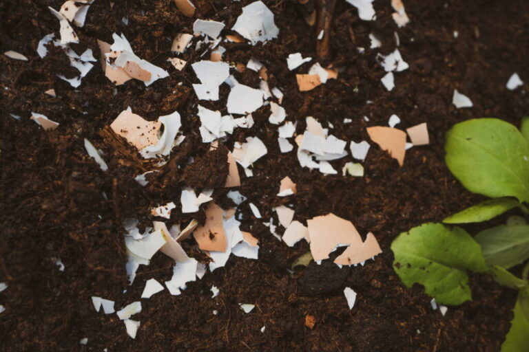 Eischalen als meststof: toepassing en effect