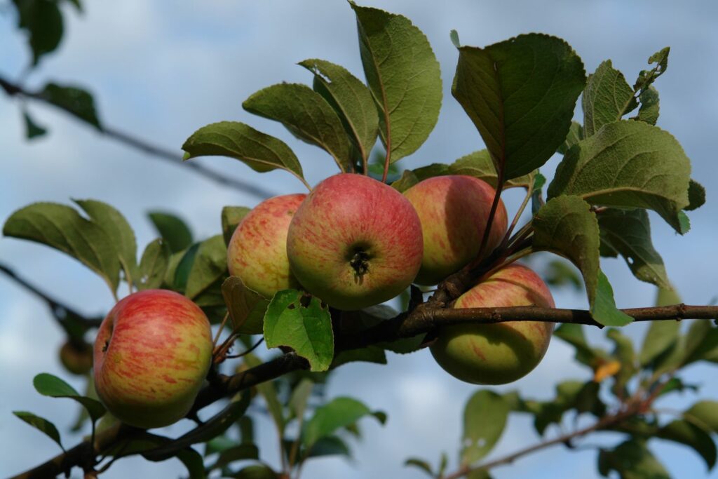 Rijpe appels aan de boom