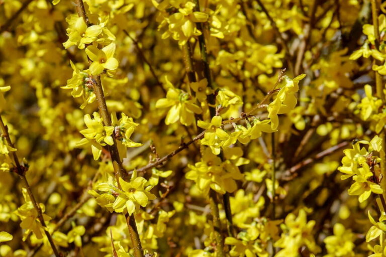 Forsythia: giftig en gevaarlijk?