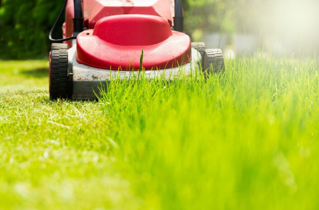 Gazon na de winter: Eerste maaibeurt, bemesting en verticuteren