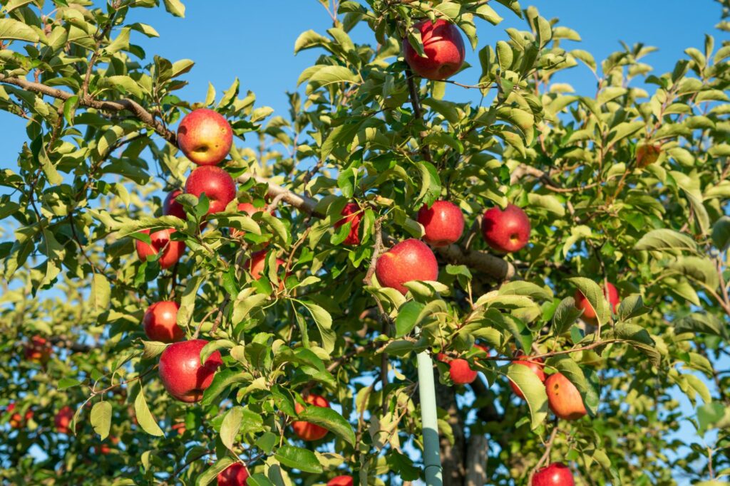 Appelboom Geheimrat Dr Oldenburg met rijpe appels