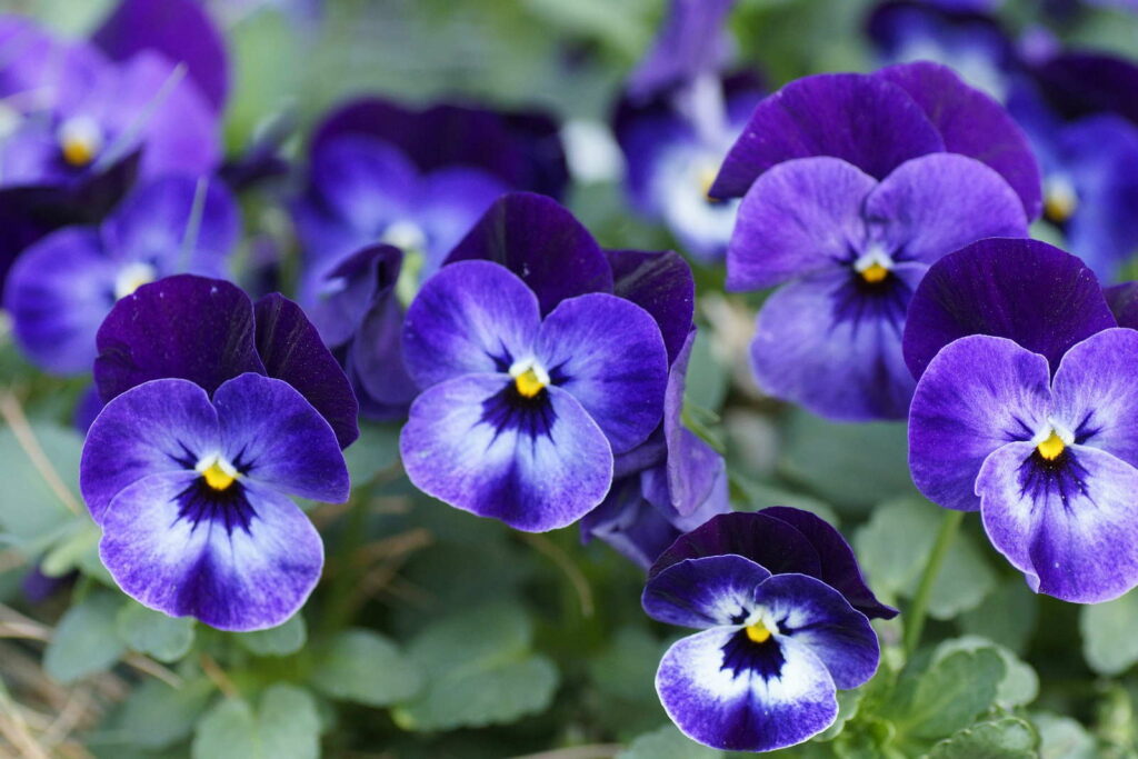 Hoornviooltjes violetblauw