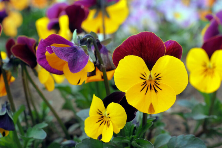 Gehoornde viooltjes kopen of zaden zaaien?