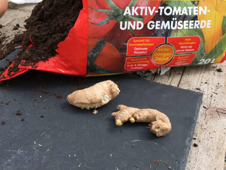 Gember planten: Instructies & tips voor het planten van gember