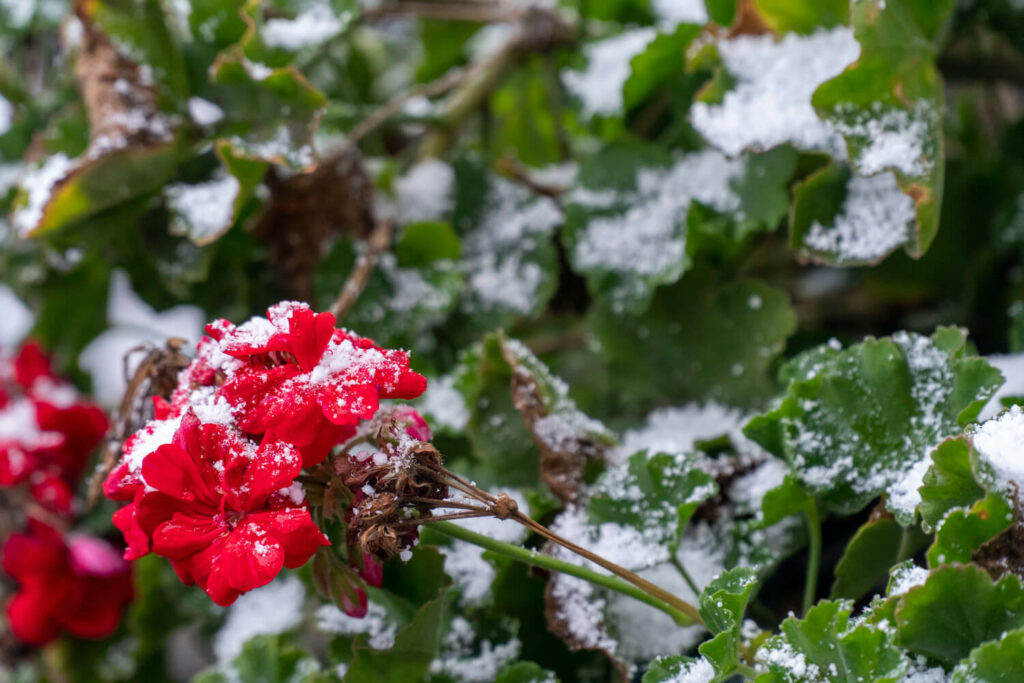 Geraniums in de winter