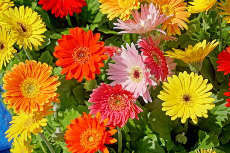 Gerbera in de pot, in de tuin & als snijbloem