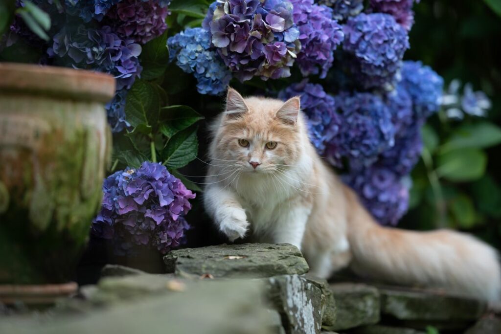 Blauwe hortensia met kat
