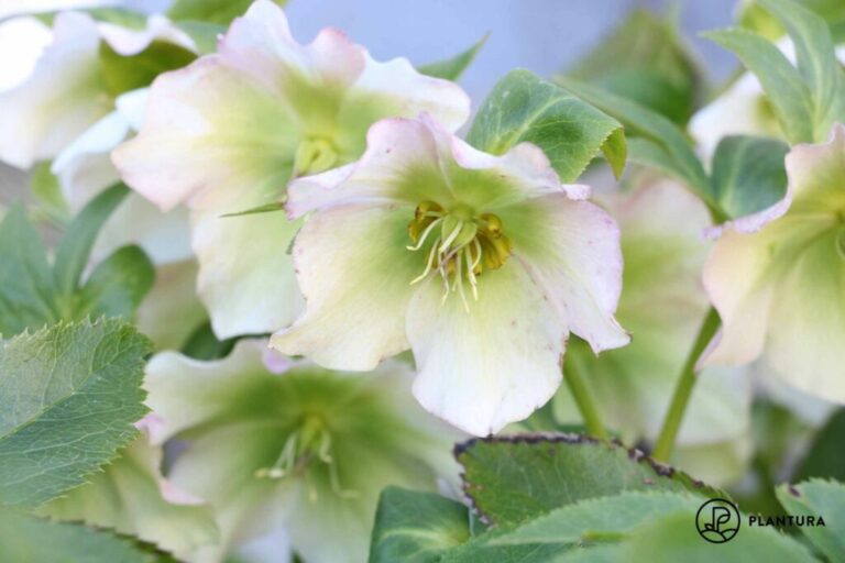 Giftige kerstrozen: zijn de bloemen gevaarlijk voor mens en dier?