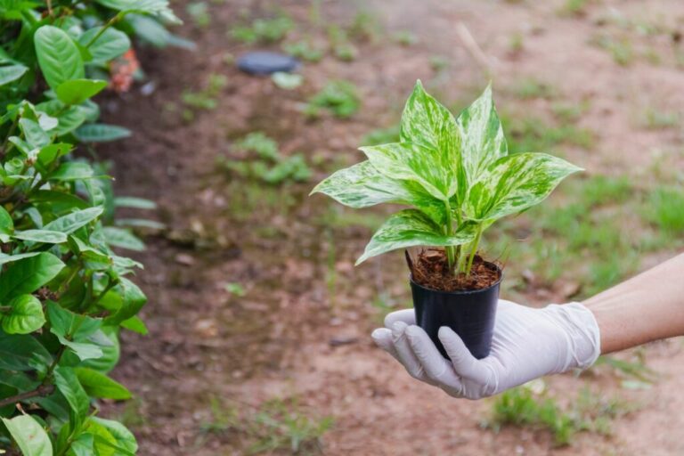 Giftige klimop: gevaarlijk voor mens & dier?