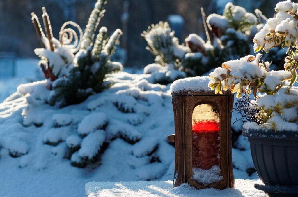 Graf planten in de winter: Voorbeelden van winterharde grafplanten