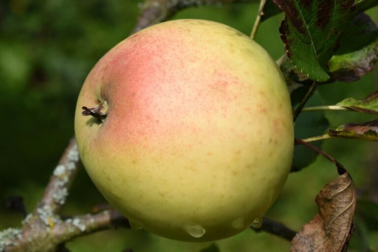 Graham’s Jubilee Apple: proeven, telen en oogsten