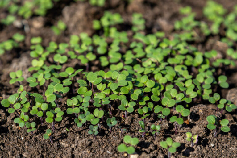 Groenbemesting: Voordelen en keuze van het juiste gewas