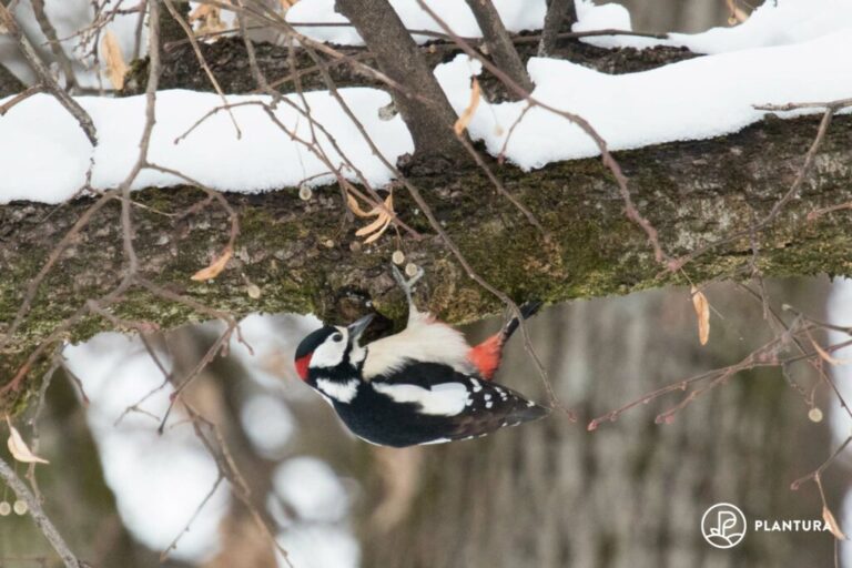 Grote bonte specht: profiel van de bonte specht