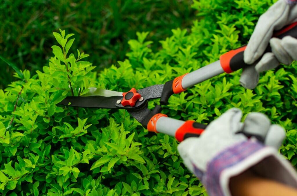 Hagen knippen: Neem de wet en de timing in acht