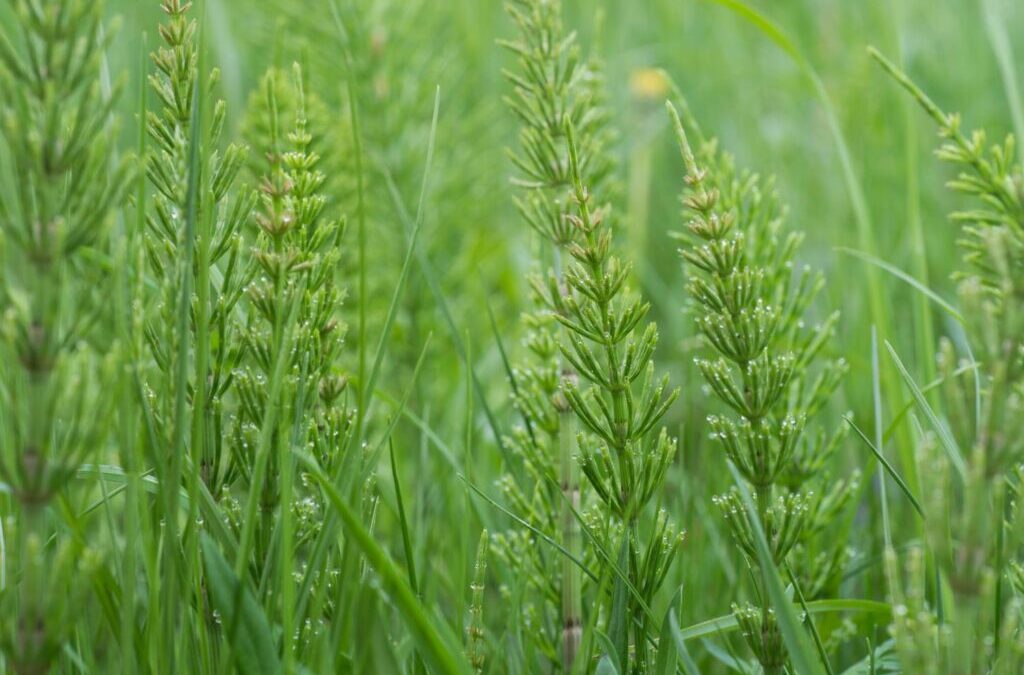 Heermoes bouillon: Alles over de werking & bereiding van de vloeibare mest