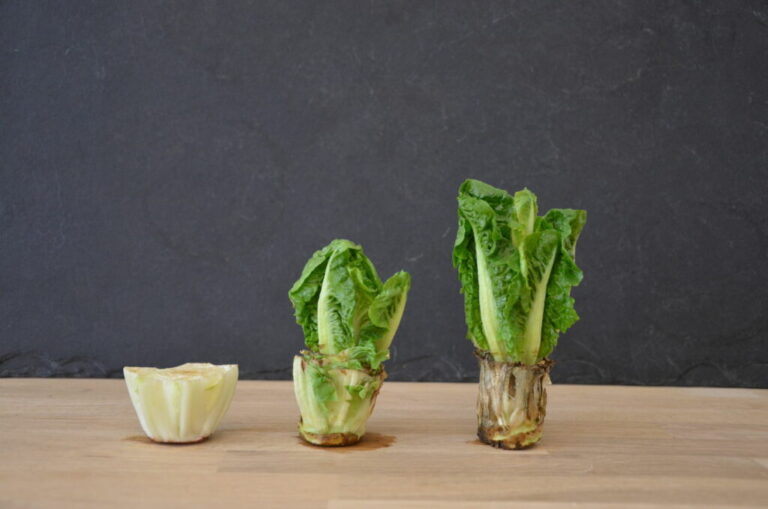 Hergroei: De hergroei van overgebleven groenten