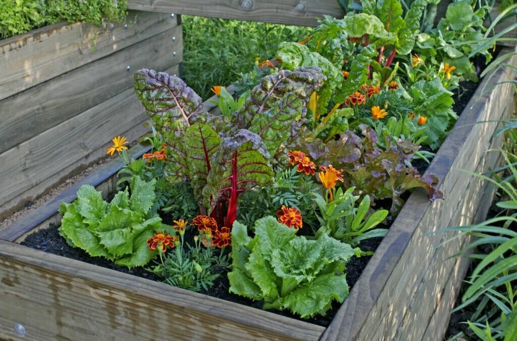 Het beplanten van verhoogde bedden: Vruchtwisseling en ongediertewerende planten