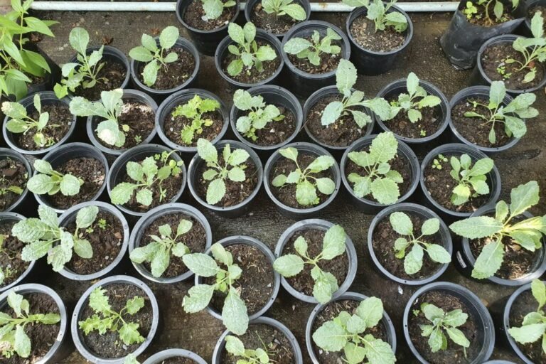 Het planten en succesvol kweken van boerenkool