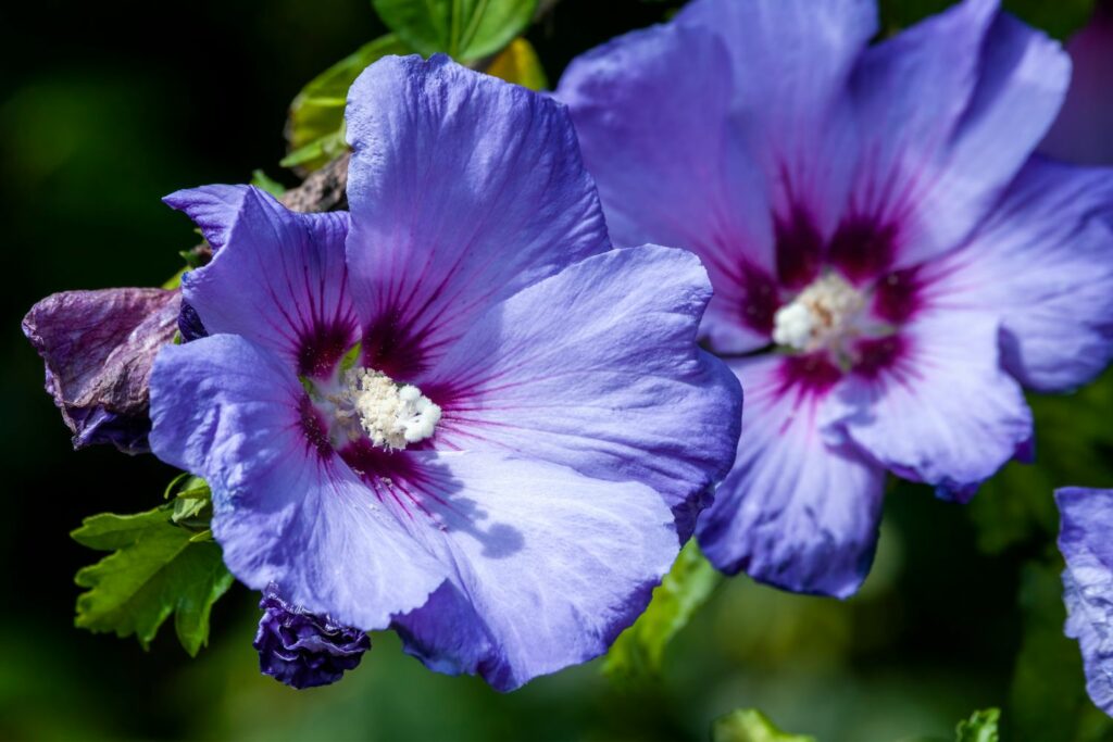 Blauwe hibiscus