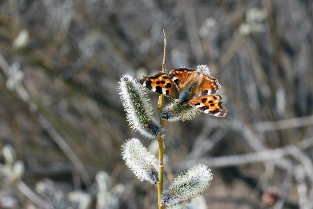 Vlinders in de winter