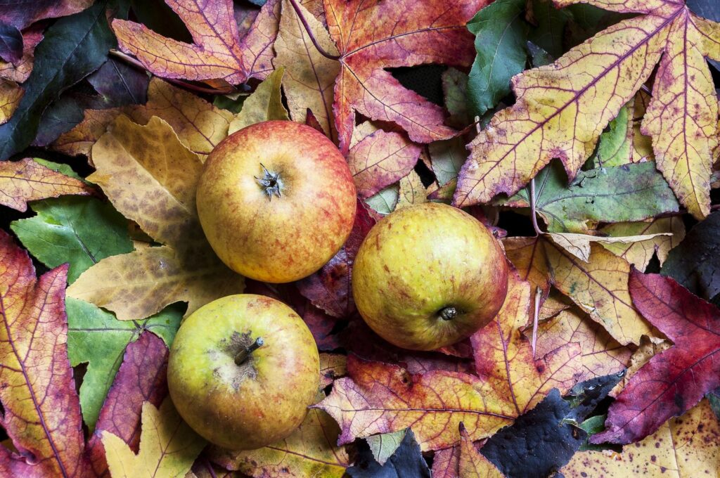 Holsteiner Cox appels op herfstbladeren