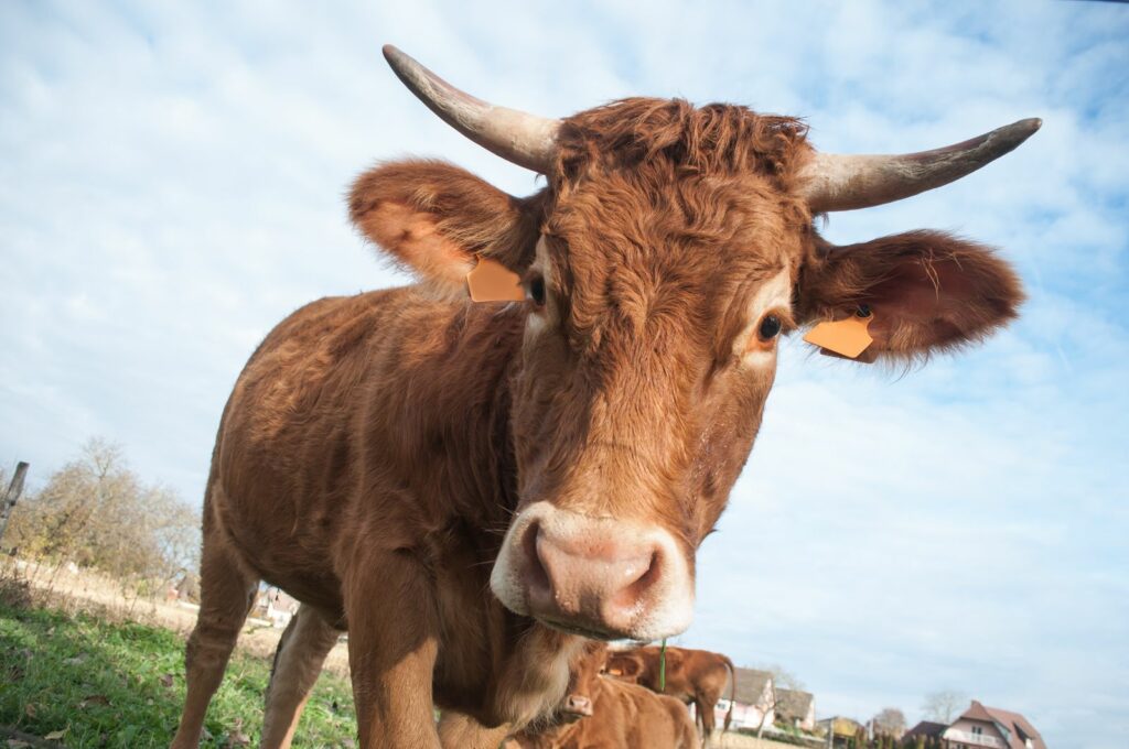 Bruine koe met horens in een weide