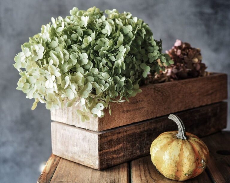 Hortensia’s drogen: Instructies voor gedroogde hortensia’s als decoratie