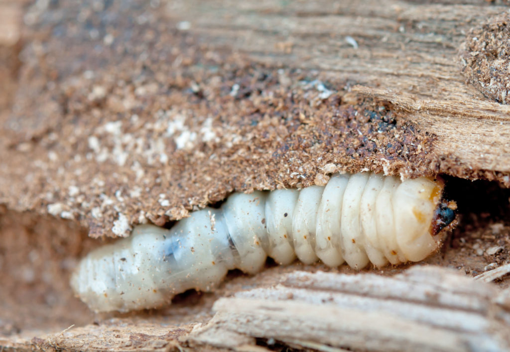 Houtworm graaft tunnels in planken