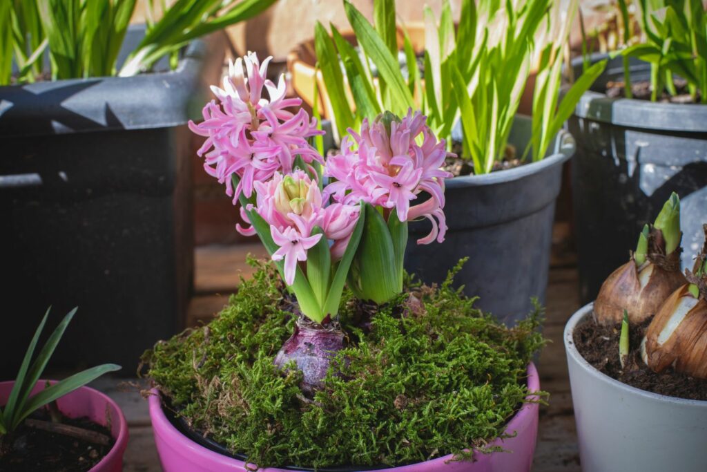 Bloeiende hyacint