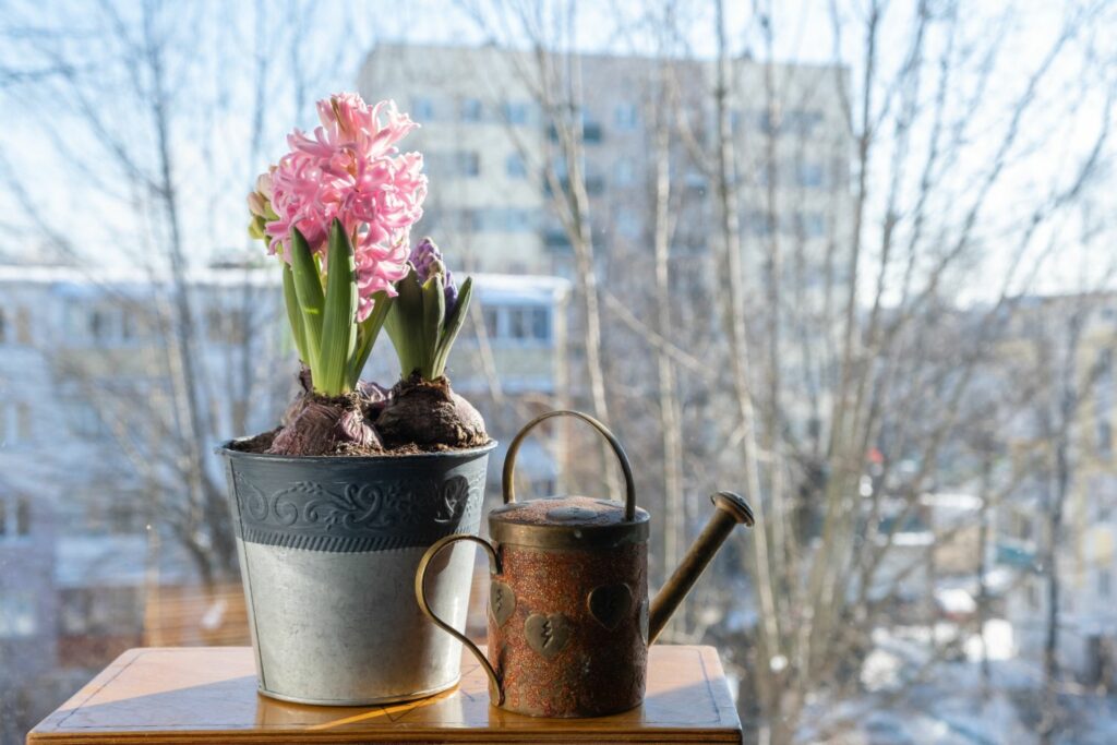 Hyacint in een pot