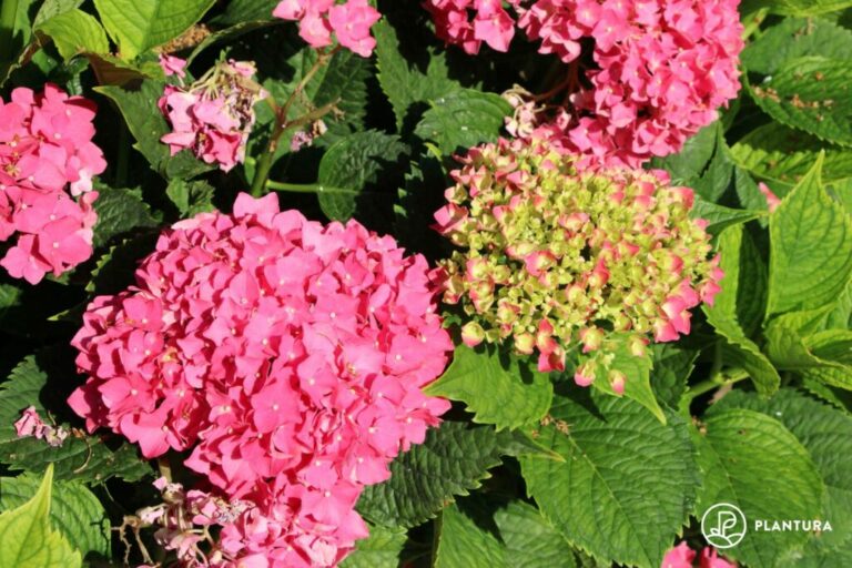 Hydrangea verzorging: instructies voor correct water geven, snoeien & Co.