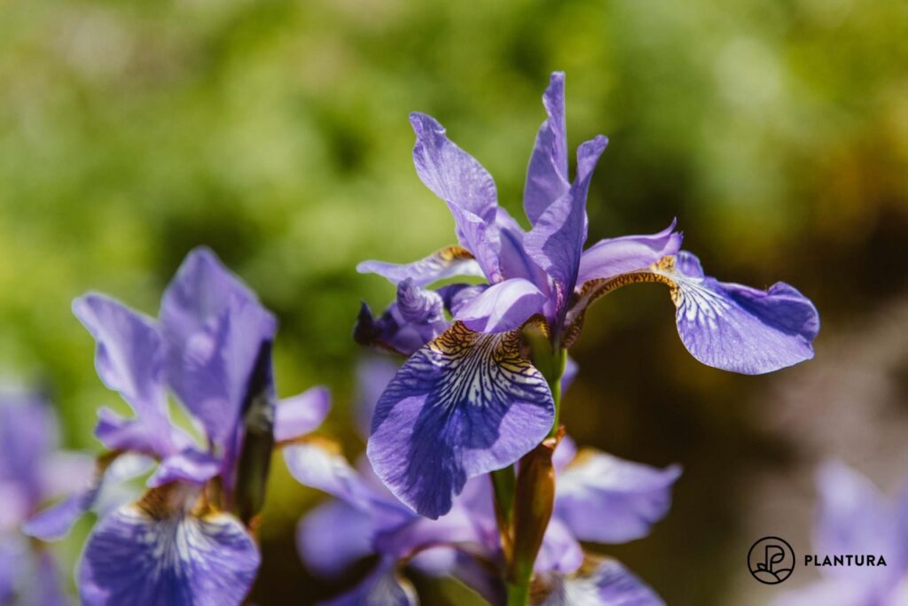 paarse iris