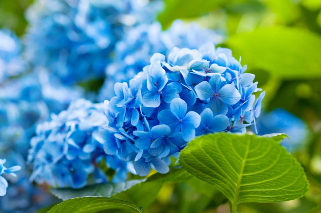Hortensia's met blauwe bloemen