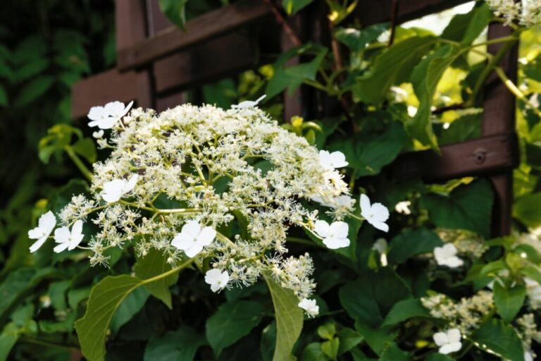 Klimhortensia snoeien: Tips voor timing en snoeien