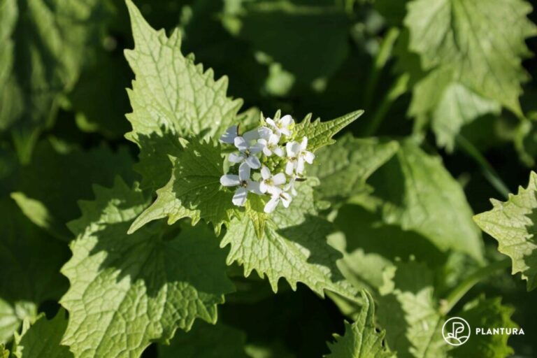Knoflook okra: locatie, eetbaarheid & gebruik van Alliaria petiolata