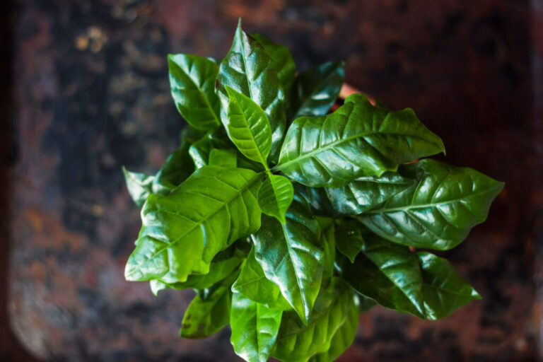 Koffieplant: planten, locatie & bloei van de Coffea