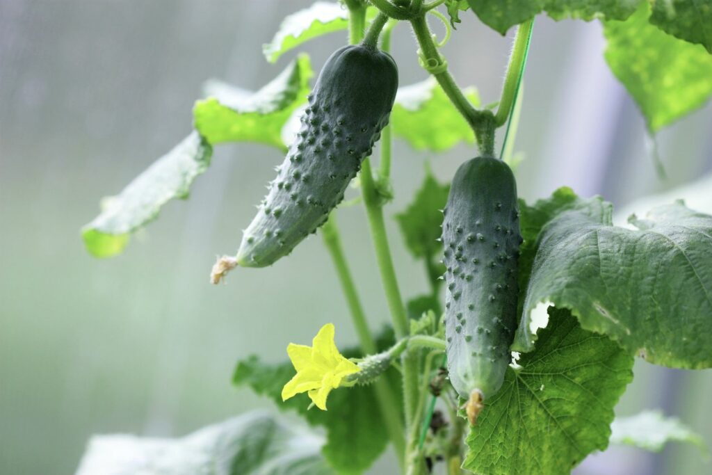 Komkommerplant