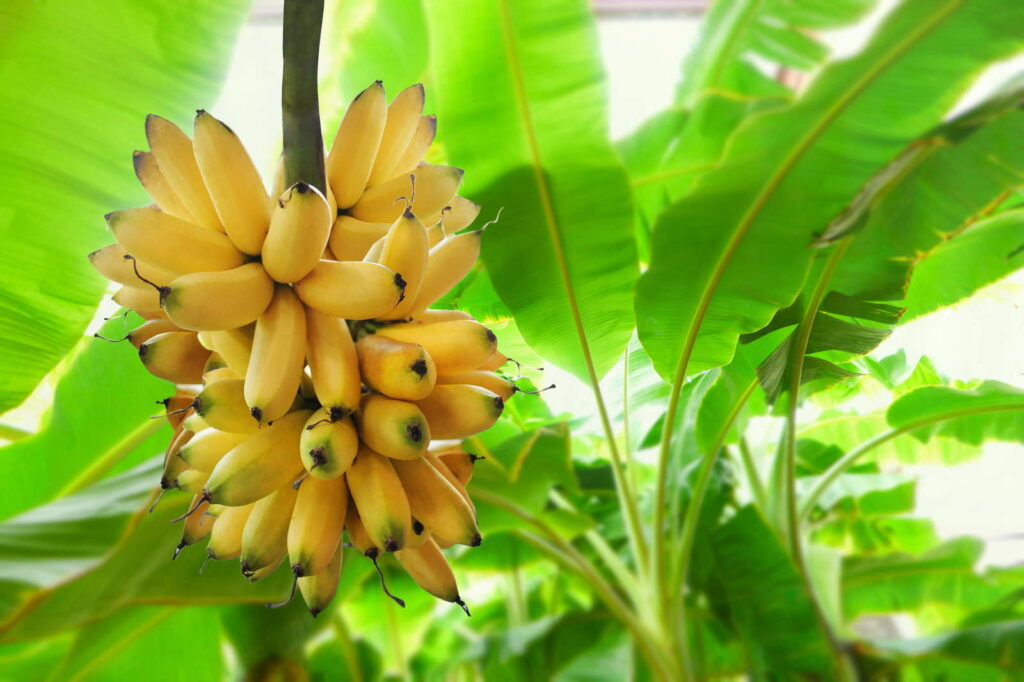 Banaan bananenplant