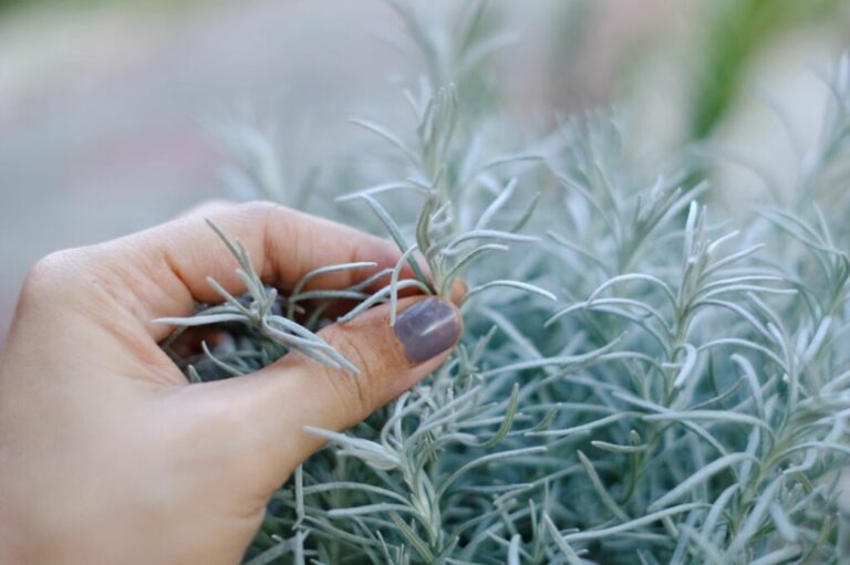 Kweek currykool: Zaaien en stekken